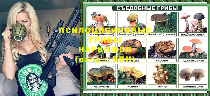 Псилоцибиновые грибы Psilocybine cubensis  Солнечногорск 